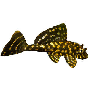 Pleco: Gold Spot Pleco