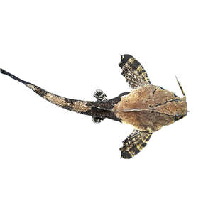 Banjo Catfish