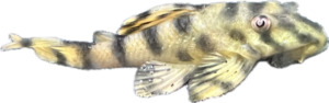 Big Band Tiger Pleco L140