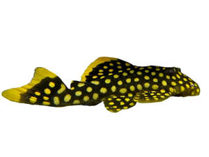 Gold Nugget Pleco