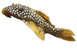 Goldie Sunshine Pleco L014