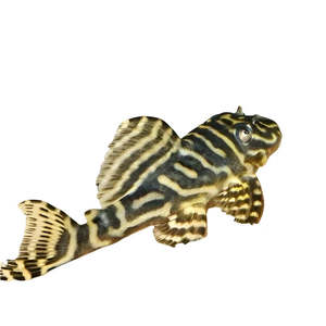 Colombian Zebra Pleco L129