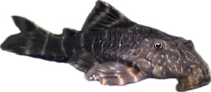 Pleco: Clown Pleco L104