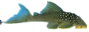 Green Phantom Pleco L200