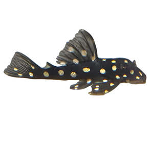 Snowball Orinoco Angel Pleco
