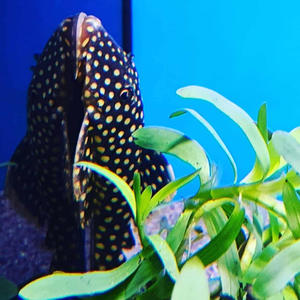 Pleco: Queen Gold Nugget Pleco