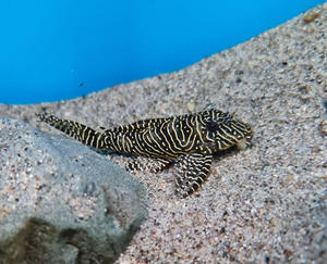 Pleco: Queen Arabesque Pleco L260