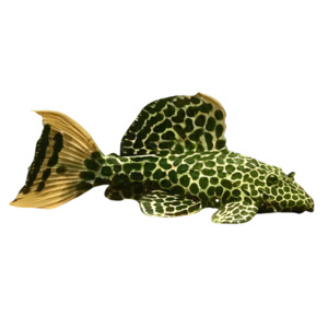 Leopard Cactus Pleco L114