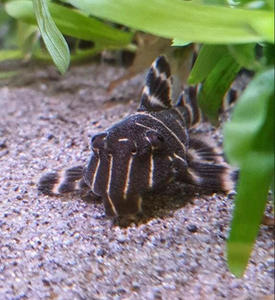 Pleco: Flash Pleco L204