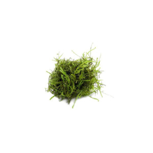 Aquatic Plants: Java Moss Live Aquatic Plant