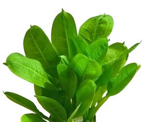 Parviflorus Tropica Sword Plant
