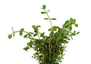 Aquatic Plants: Dwarf Rotala Rotundifolia Indica