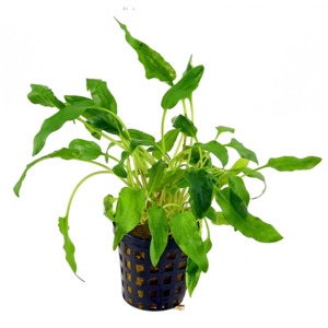Crypt Walkeri Aquatic Plant