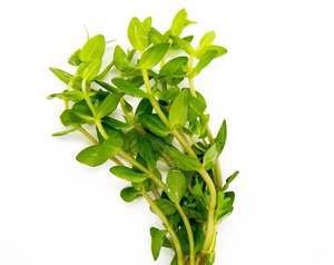 Aquatic Plants: Giant Red Bacopa Caroliniana Live Aquatic Plant