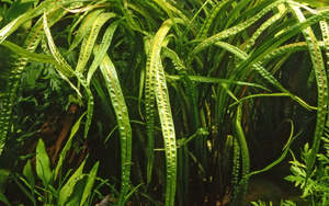 Aquatic Plants: Crypt Crispatula Live Aquatic Plant