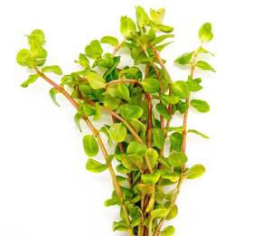 Rotala Macrandra Pink Live Aquatic Plant