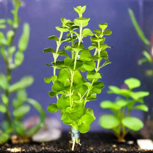 Lysimachia Live Aquatic Plant