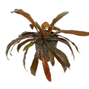 Aquatic Plants: Horemanii Red Sword Live Aquatic Plant