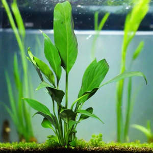 Borneo Sword Live Aquatic Plant