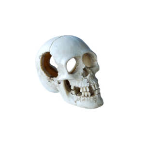 Aqua Care Ornament Skull