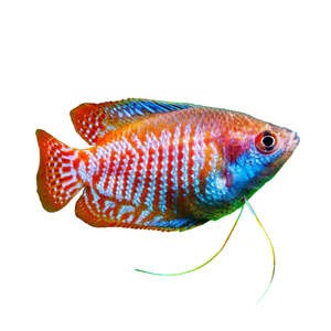 Neon Dwarf Gourami