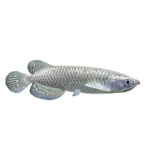 Pearl Jardini Arowana