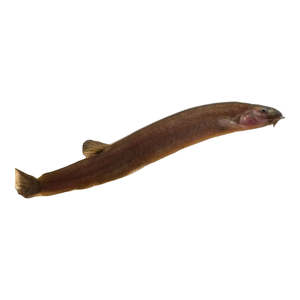Black Kuhli Loach