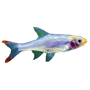 Live Fish: Asian Rummy Nose Rasbora Sawbwa Resplendens