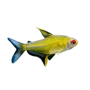 Lemon Tetra