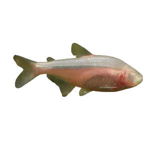 Blind Cave Tetra
