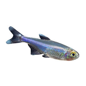 Cochu Blue Tetra