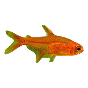 Live Fish: Ember Tetra