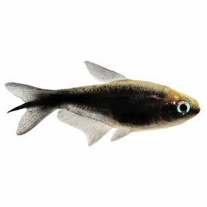 Black Emperor Tetra