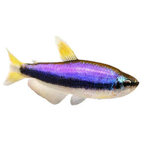 Blue Emperor Tetra