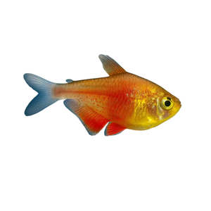 Gold Flame Tetra