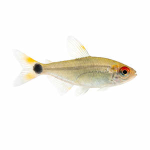 Live Fish: Head & Tail Light Tetra