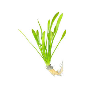 Dwarf Sagittaria Live Aquatic Plant