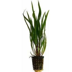 Crypt Balansae Aquatic Plant