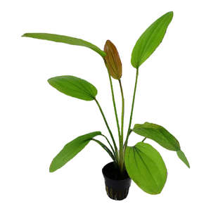 Rose Sword Echinodorus Live Aquatic Plant