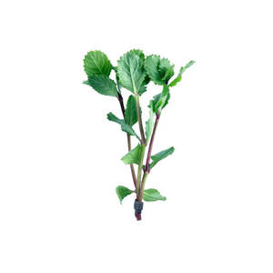 Hygrophila Difformis Water Wisteria Live Aquatic Plant