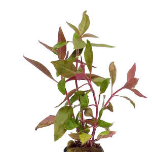Red Hygrophila Alternanthera Reineckii Live Aquatic Plant