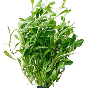 Aquatic Plants: Glossostigma Carpeting Plant