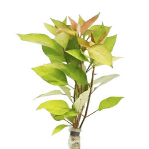 Aquatic Plants: Hygrophila Cherry Leaf Corymbosa Live Aquatic Plant