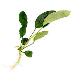 Anubias Barteri