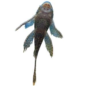 Longfin Spotted Bristlenose