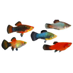 Assorted Platy Fish