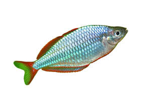 Neon Dwarf Rainbowfish