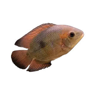 Best Selling: Chocolate Cichlid