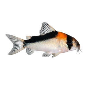 Best Selling: Adolfoi Corydoras