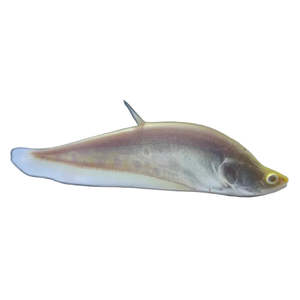Best Selling: Albino Knife Fish